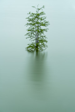 水杉