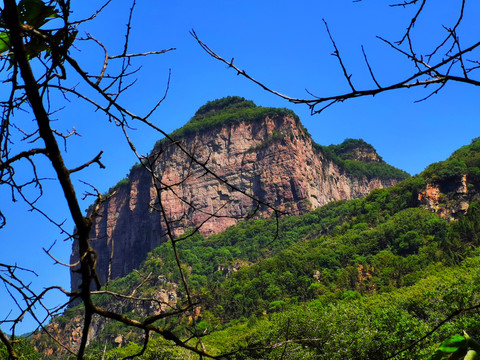 高山绿植