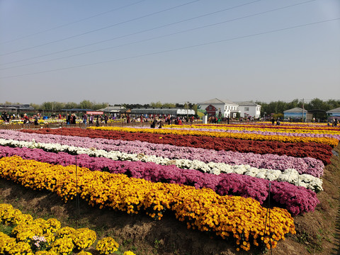 南京湖熟菊花展