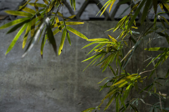 竹枝
