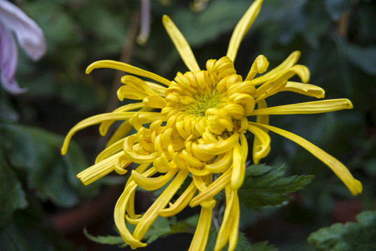 菊花