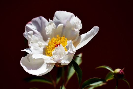白芍药