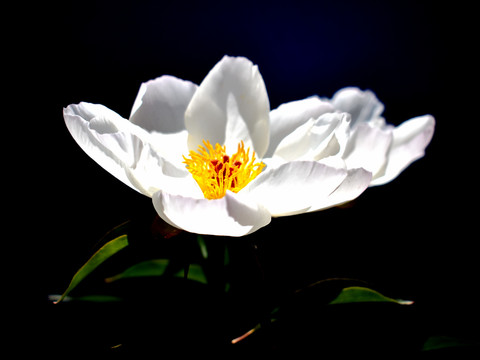 芍药花高清图