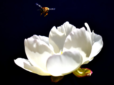 唯美芍药花