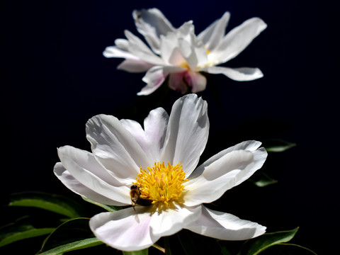 芍药高清