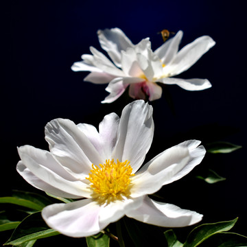 芍药花微距
