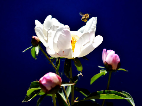 芍药开花