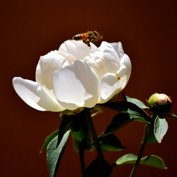 芍药花