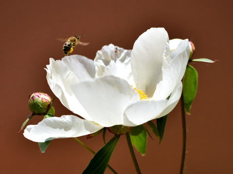 芍药花