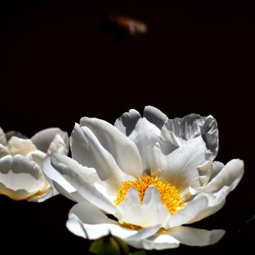 芍药花