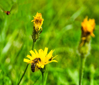 蜜蜂与采花粉