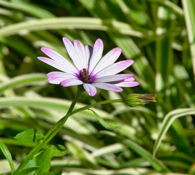 蓝目菊