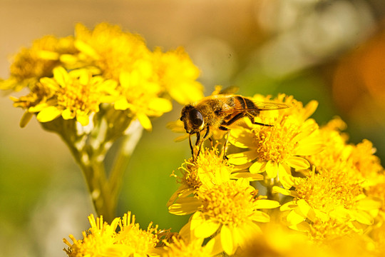 蜜蜂与万寿菊