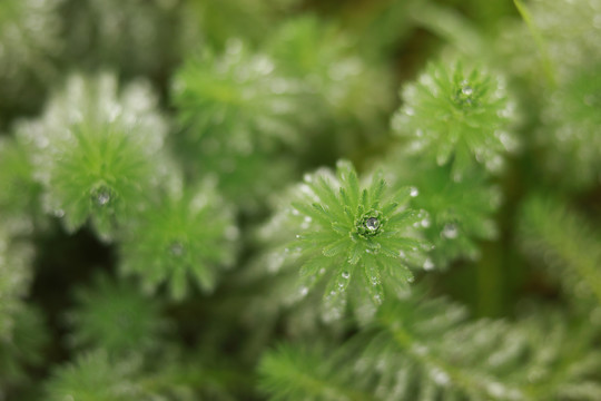 露珠植物