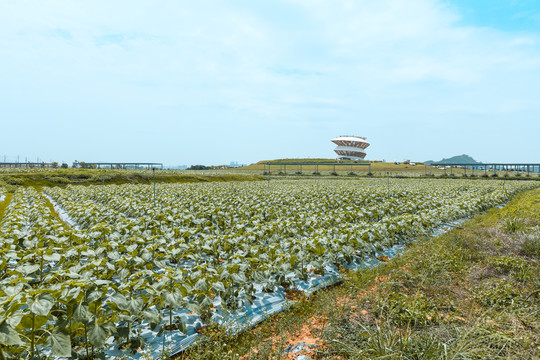 深圳光明欢乐田园向日葵景区