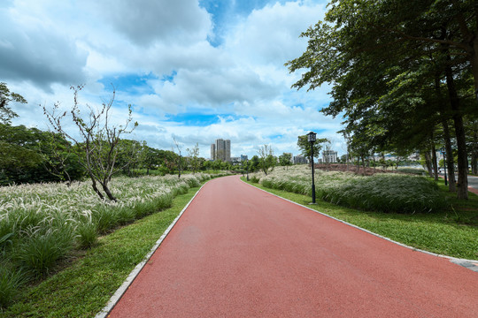 道路两边的狗尾巴草