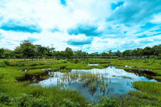 公园里的小水池