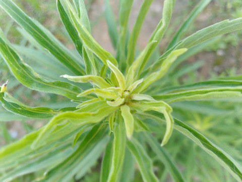 室外野草