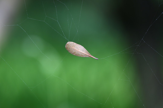 蜘蛛网上的树叶