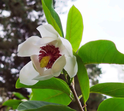 木兰花