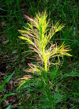 野草