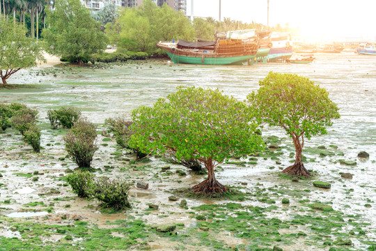 广东湛江金沙湾海滩渔船和植物