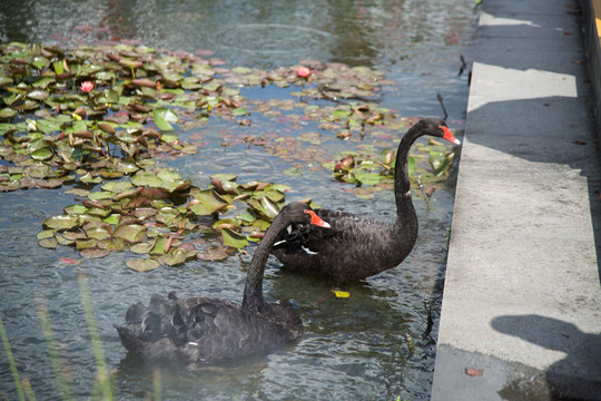 上海野生动物园里的黑天鹅