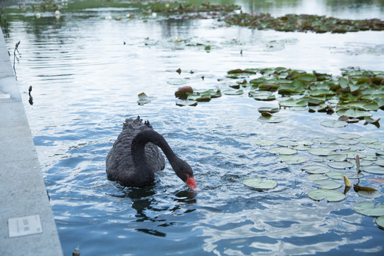 上海野生动物园里的黑天鹅
