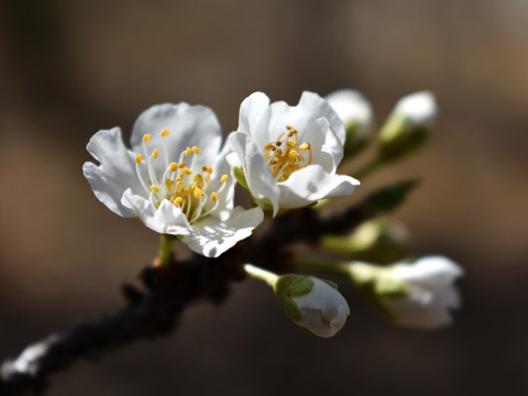 李子花