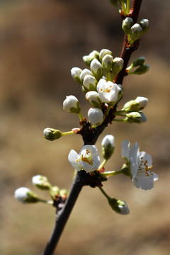 沙果花