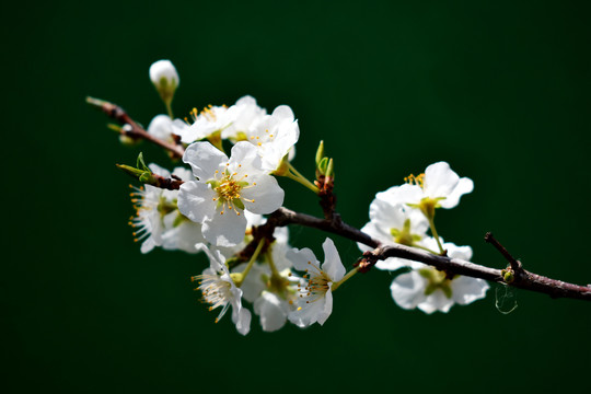 桃花图片