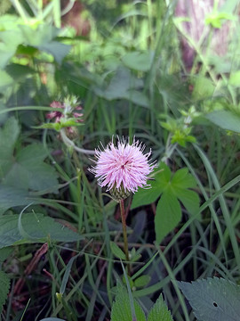 刺儿菜花朵