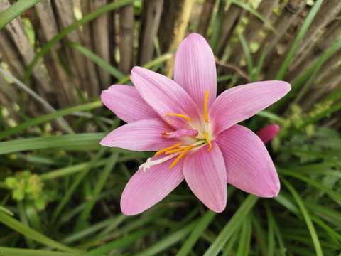 粉色水仙花