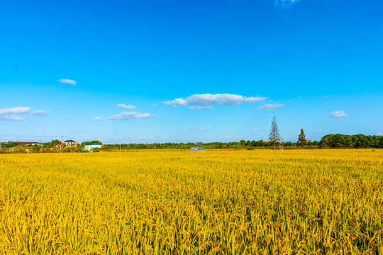 乡村田野