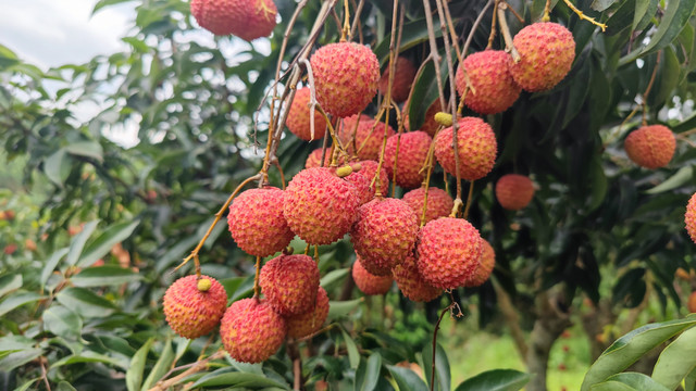 桂味荔枝