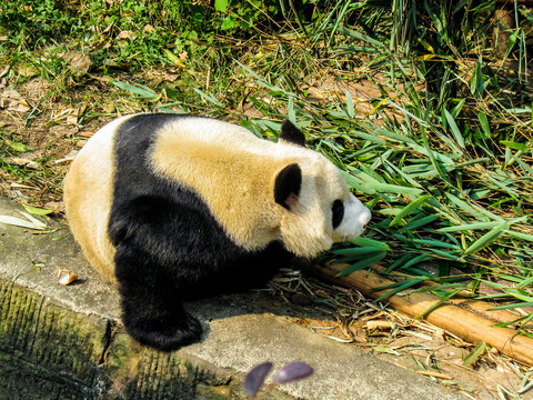 憨态可掬的可爱大熊猫