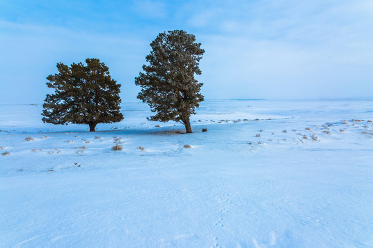 冬季雪地树木