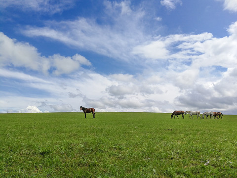 夏季草原牧场马群