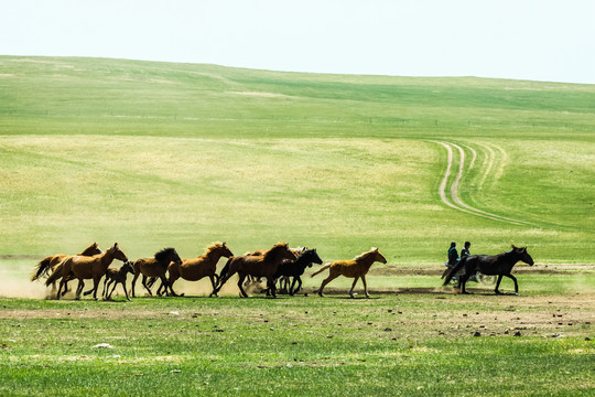 夏季草原牧场马群