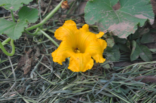 南瓜种植黄花开