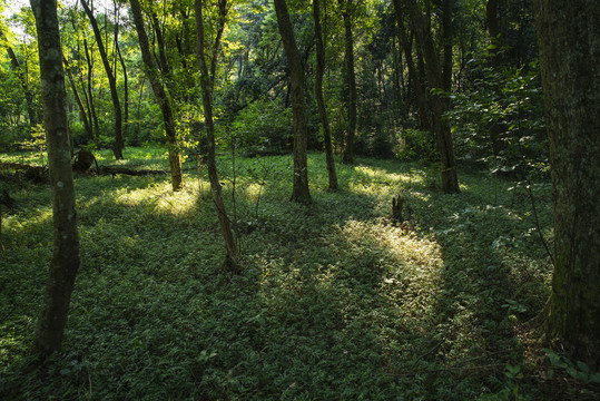 阳光树林
