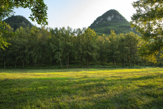 阳光树林草地