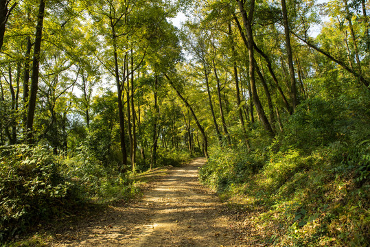 阳光树林小路