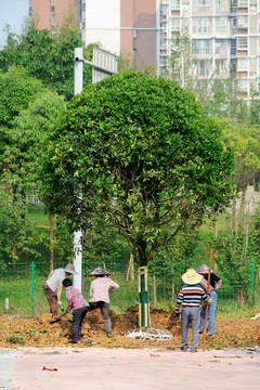 植树