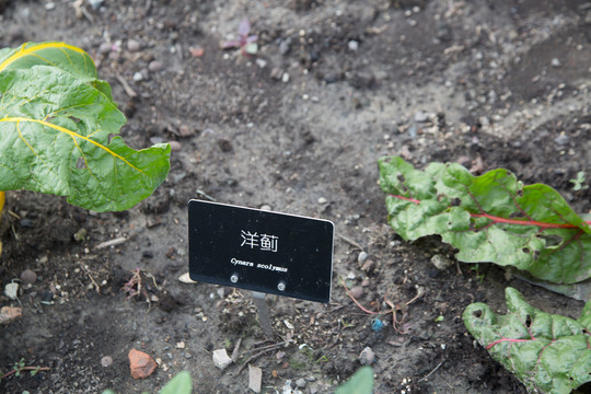 上海植物园里生长的洋蓟