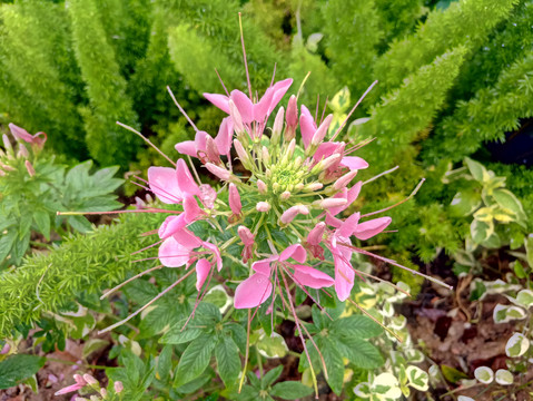 花草