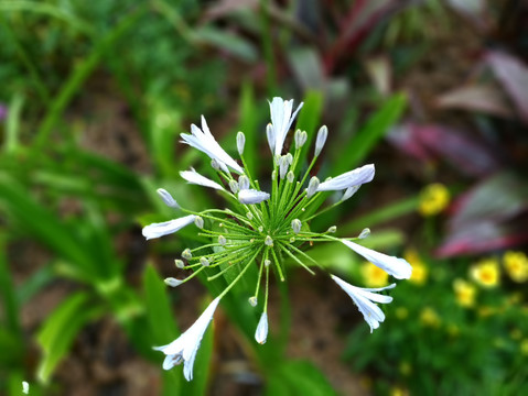 花草