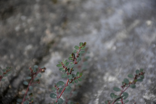 野草