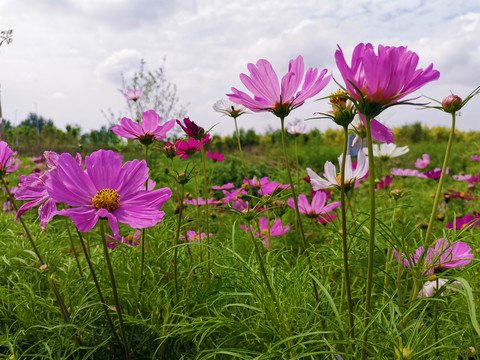 格桑花