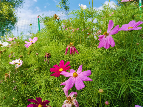 格桑花